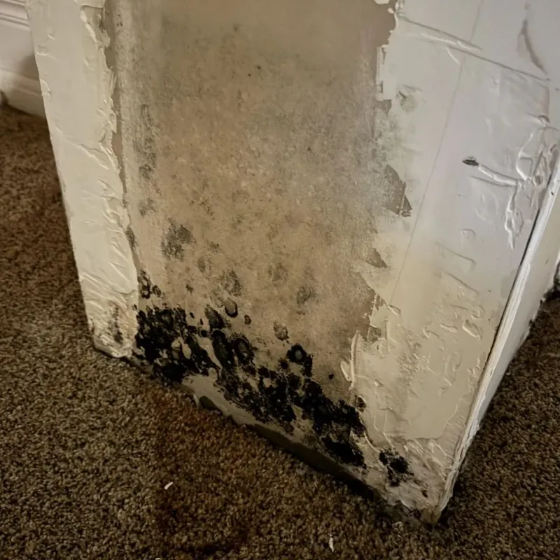 Professional Mold Removal in Lubbock, TX
